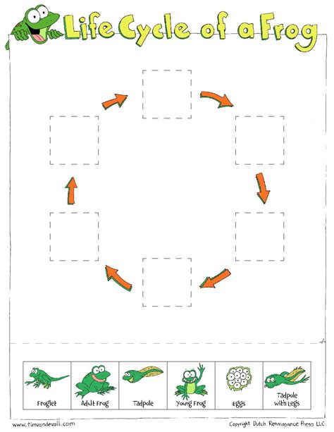 frog life cycle worksheet kindergarten